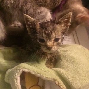 Having trouble with a foster kitten not growing
