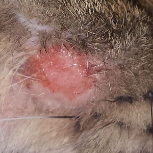 rounded red/white spot on my cat cheek - heeelp...