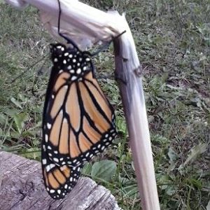 butterflies and butterfly gardening