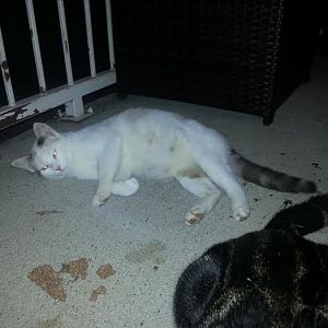 Pregnant stray/feral cat?