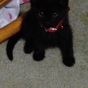 I'm a kitten noobie with questions?