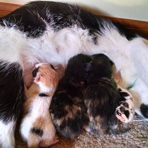 new to site!! became a grandmommy to new kittens!!