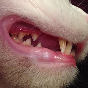 Oh no! kitty's gum look red and ... (see pictures)