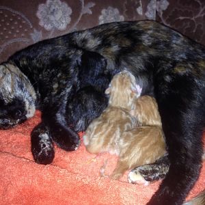 When will my baby girl have her kittens?