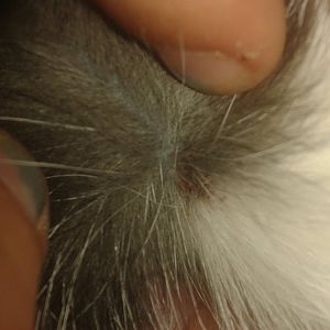 Scab like bump on my cats head?