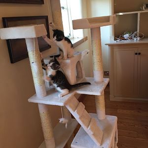 Our new cat tree!