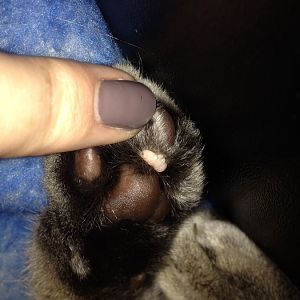 Small pink growth on front paw pad
