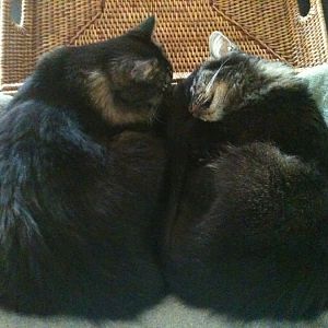 Sleeping Kitties!