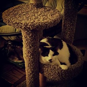 Great cat tree - potentially clearance?