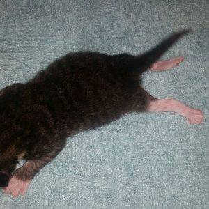 Premature kitten stopped gaining weight and is has now dropped 6 grams today.