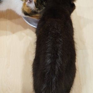 Kitten with unusual fur pattern - how to describe his fur?