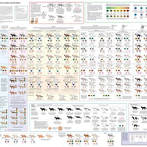This is neat! cat coat color chart