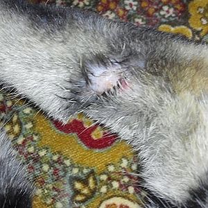 Cut on my cats paw?  Help!