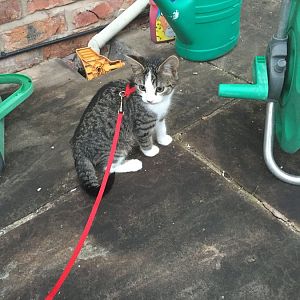 Harness training/ trip outside with kittens
