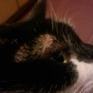 First post - help with swollen cut on male cat's head