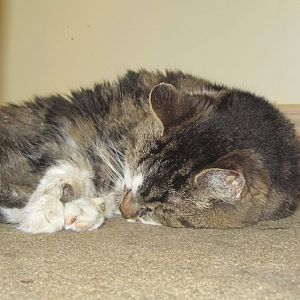 18 yr old kitty with Kidney Disease