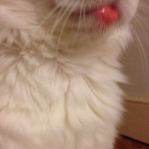 My Cat's lip is swollen lip(image included)
