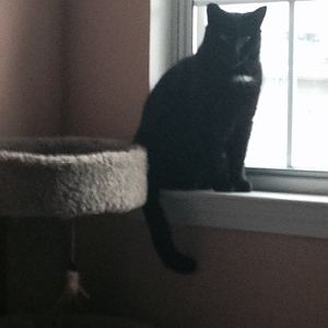 My feral black cat I took home - Salem