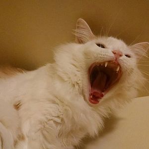 the dramatic yawn!