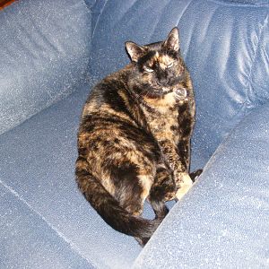 Deperately seeking HELP - my cat needs good home ASAP - spayed female named Indiana