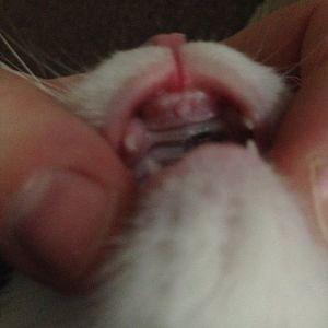 Behind my kittens front teeth..