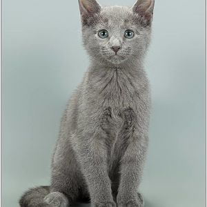 Russian Blue and Domestic Short hair