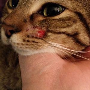 Gash on cats cheek? [Pic warning]