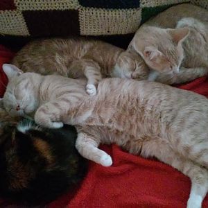 looking for a home/s for 2 7 month old kittens