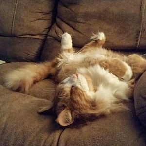 Cat Bellies Pictures - Picture of the Month for November 2014!