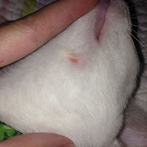 Kitten has a small bald spot? Not sure what this is?