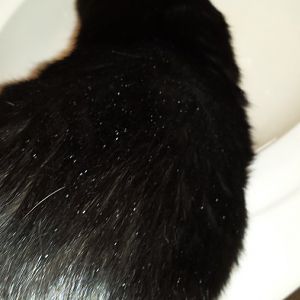 Hair Loss and Other Symptoms in Both Cats