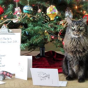 Kitty Christmas Cards