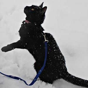 Alice plays in the snow for the first time!