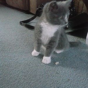 Trying to bring my kitty home, new to the site
