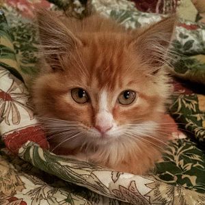Tiny Stray Kitten