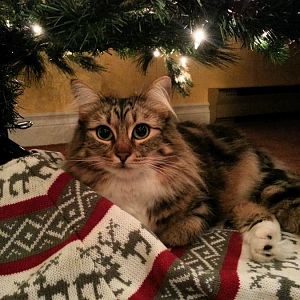 Christmas Trees and Cats