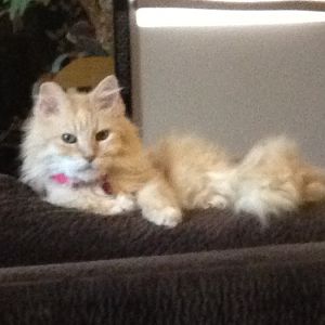 My rescued cat has IBD ;( Help!