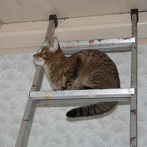 Laddered kitten