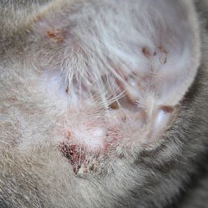 Some kind of ear infection in kitten?