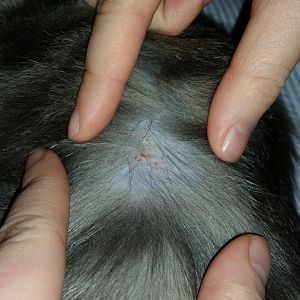 7month old kitten itchy skin