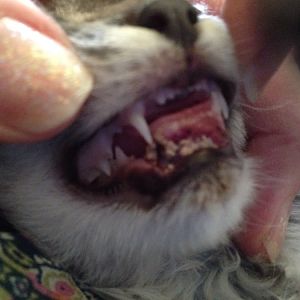 Kitten Mouth deformity/injury looking for advise