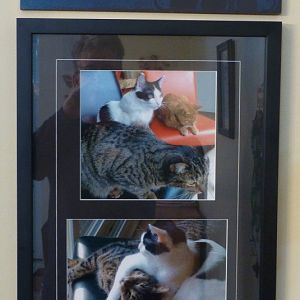 our cats in a frame