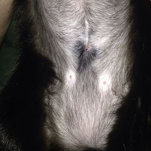 Is my kitten's spay incision infected?