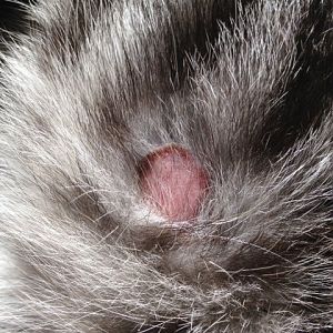 Red, bald patch appeared on cat's leg...