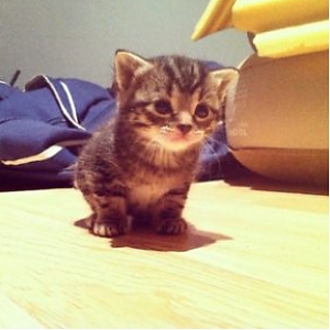 Is this cat a munchkin cat?