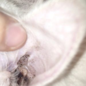 Is cleaning my kittens ear with cat war solution safe?
