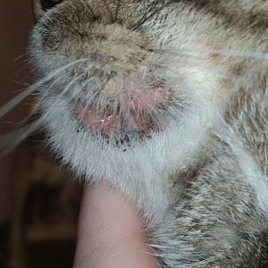 Cat is walking around with eye slightly closed, black crust on eye, jaw and chin area. Help!