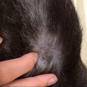 Cat skin problem