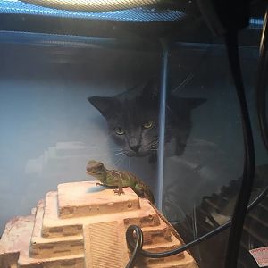 My cat won't leave my lizard alone!