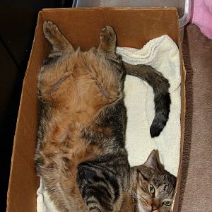 Just another cat in a box :)